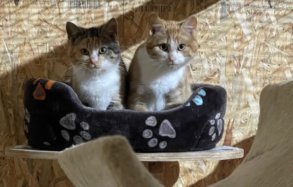 Maylo und Mayla