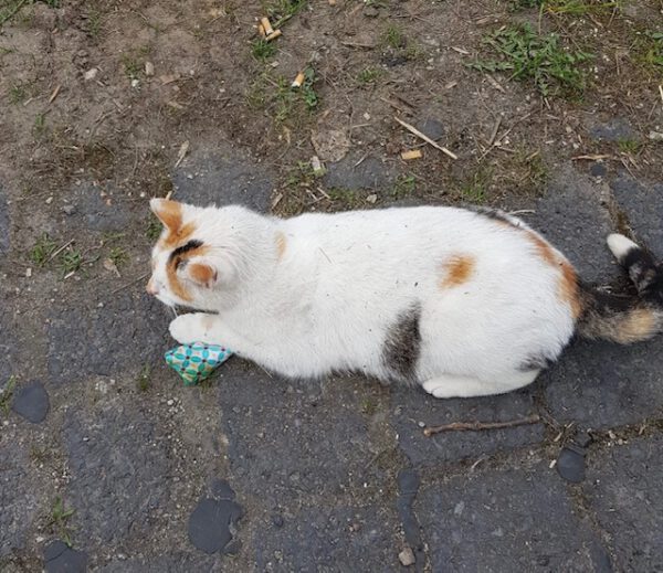 Mila – Bild 2