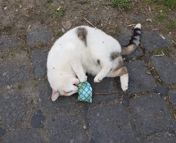 Mila – Bild 3