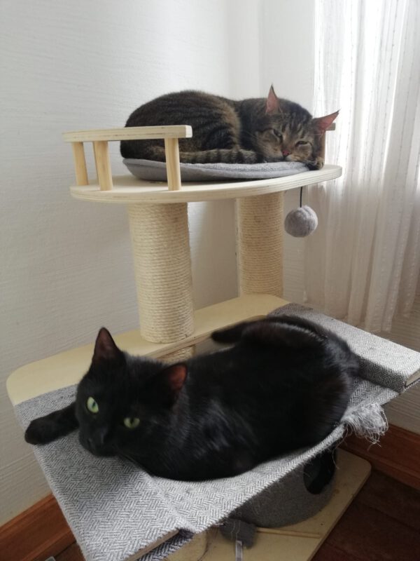 Süsses Trio sucht sein Glück – Bild 3