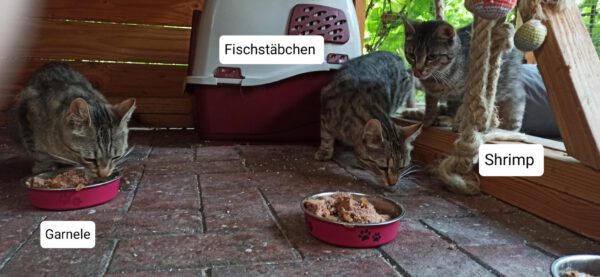 4 Notfellchen suchen ihre Menschen – Bild 3