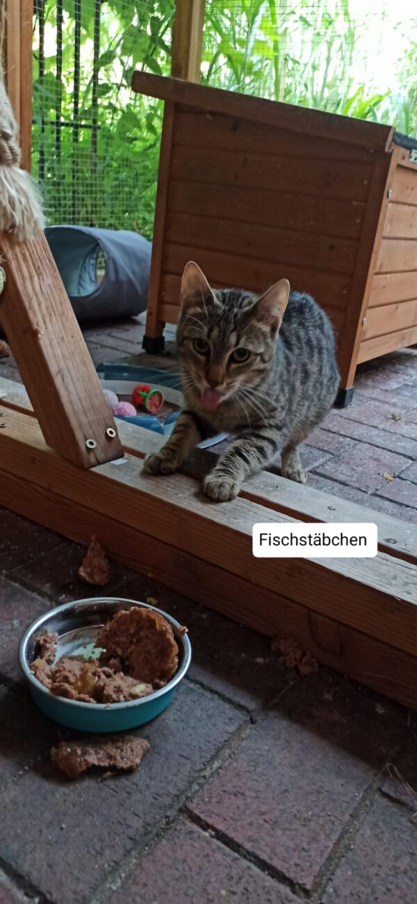 4 Notfellchen suchen ihre Menschen – Bild 8