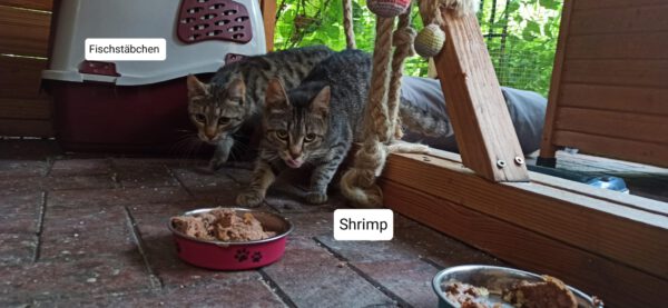 4 Notfellchen suchen ihre Menschen – Bild 6