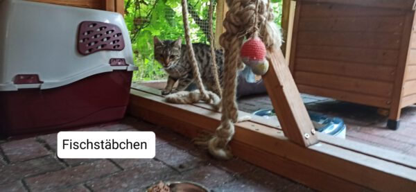 4 Notfellchen suchen ihre Menschen – Bild 7
