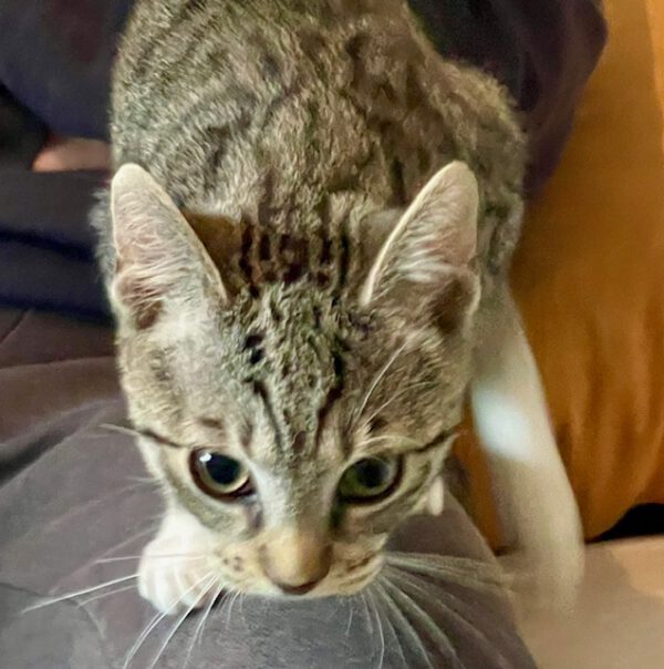 Heidi, Milan, Merlin und Lillifee suchen ein Zuhause – Bild 2
