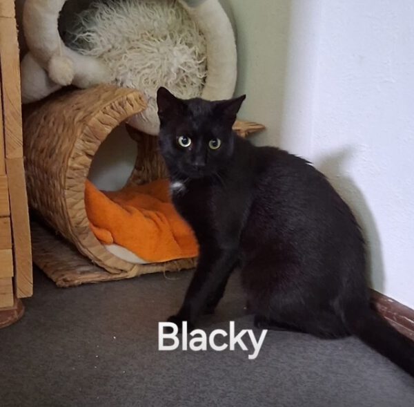 Blacky und Calimero – Bild 2