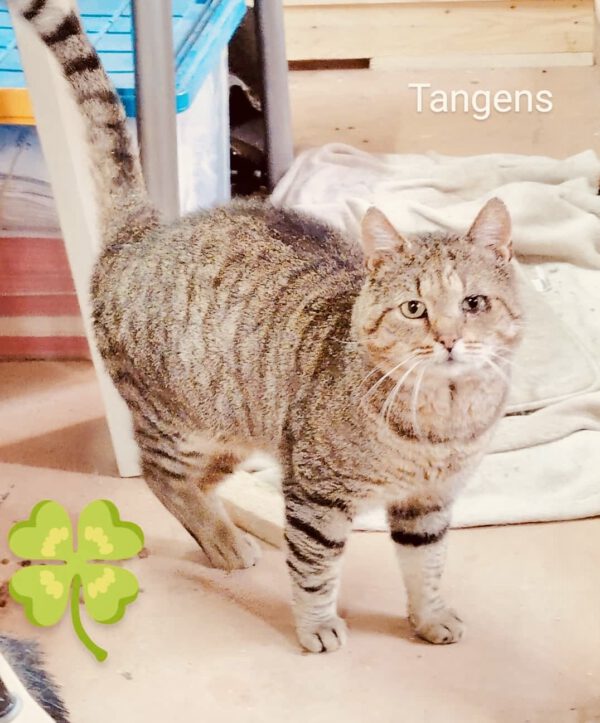 Gringo & Tangens – Bild 4