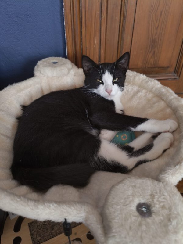 Purzel – Bild 4