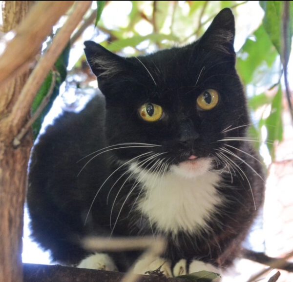 Frieda