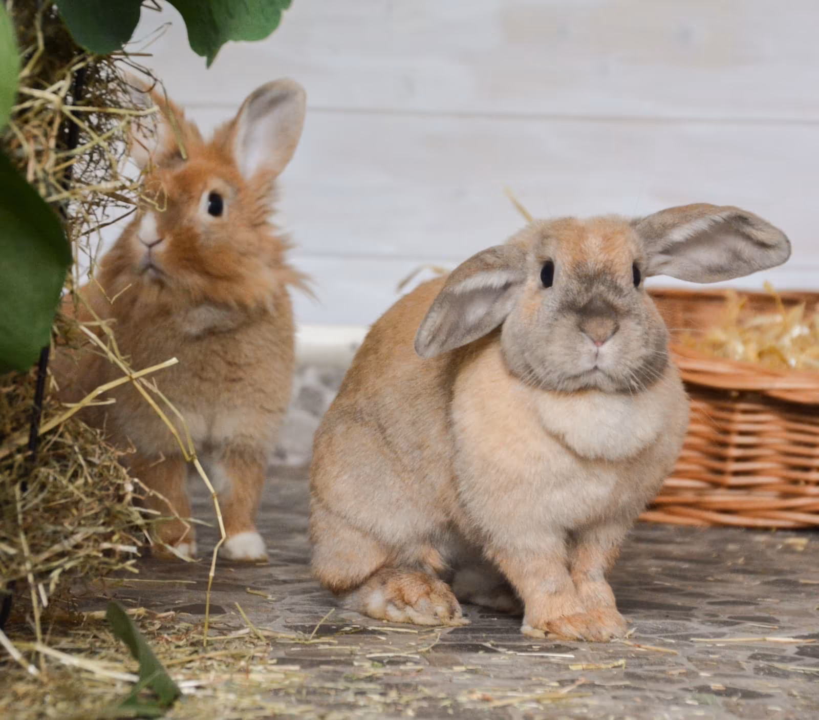 Caramella und Leonie