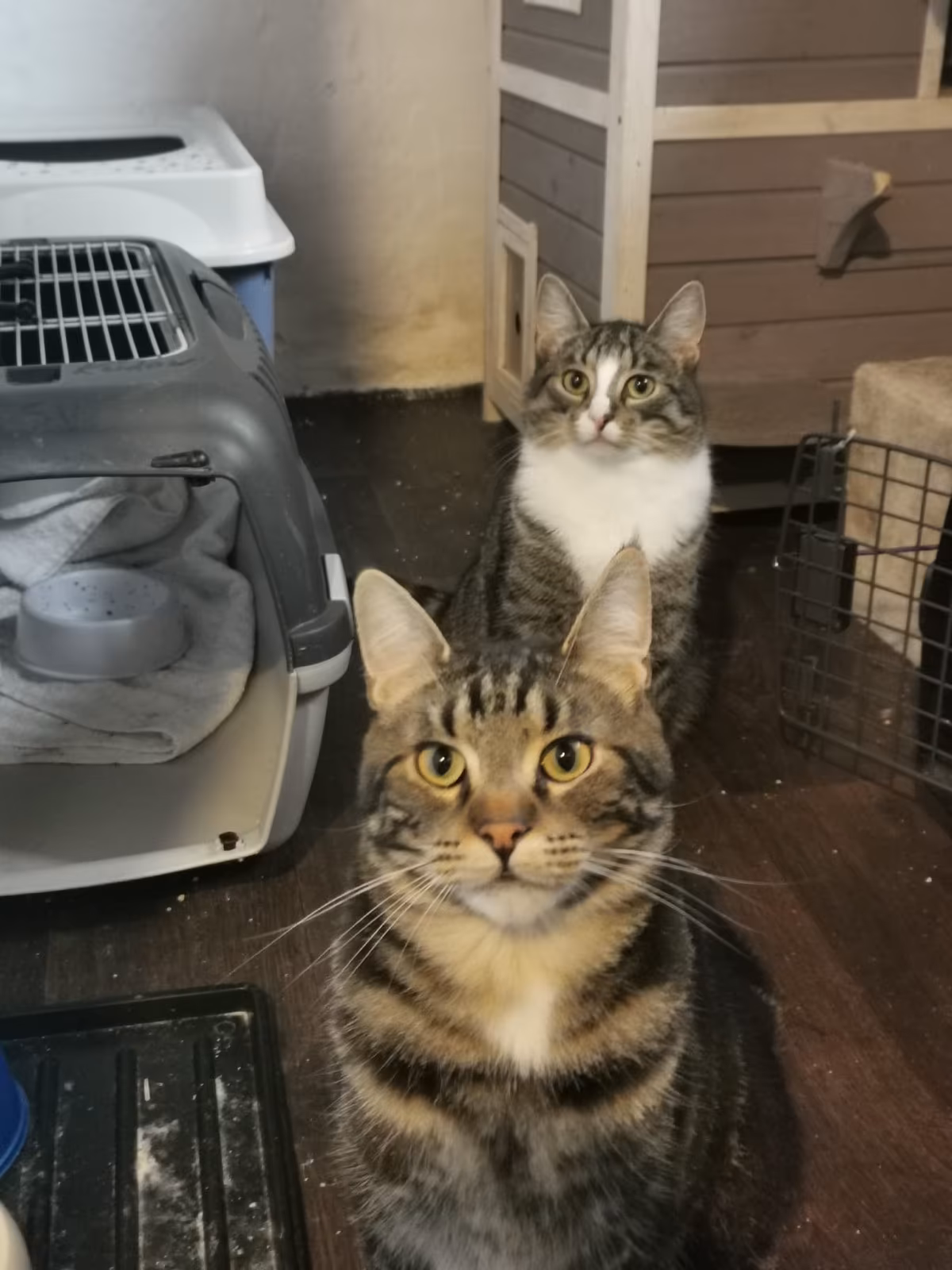 Tappas & Burrito – Bild 5