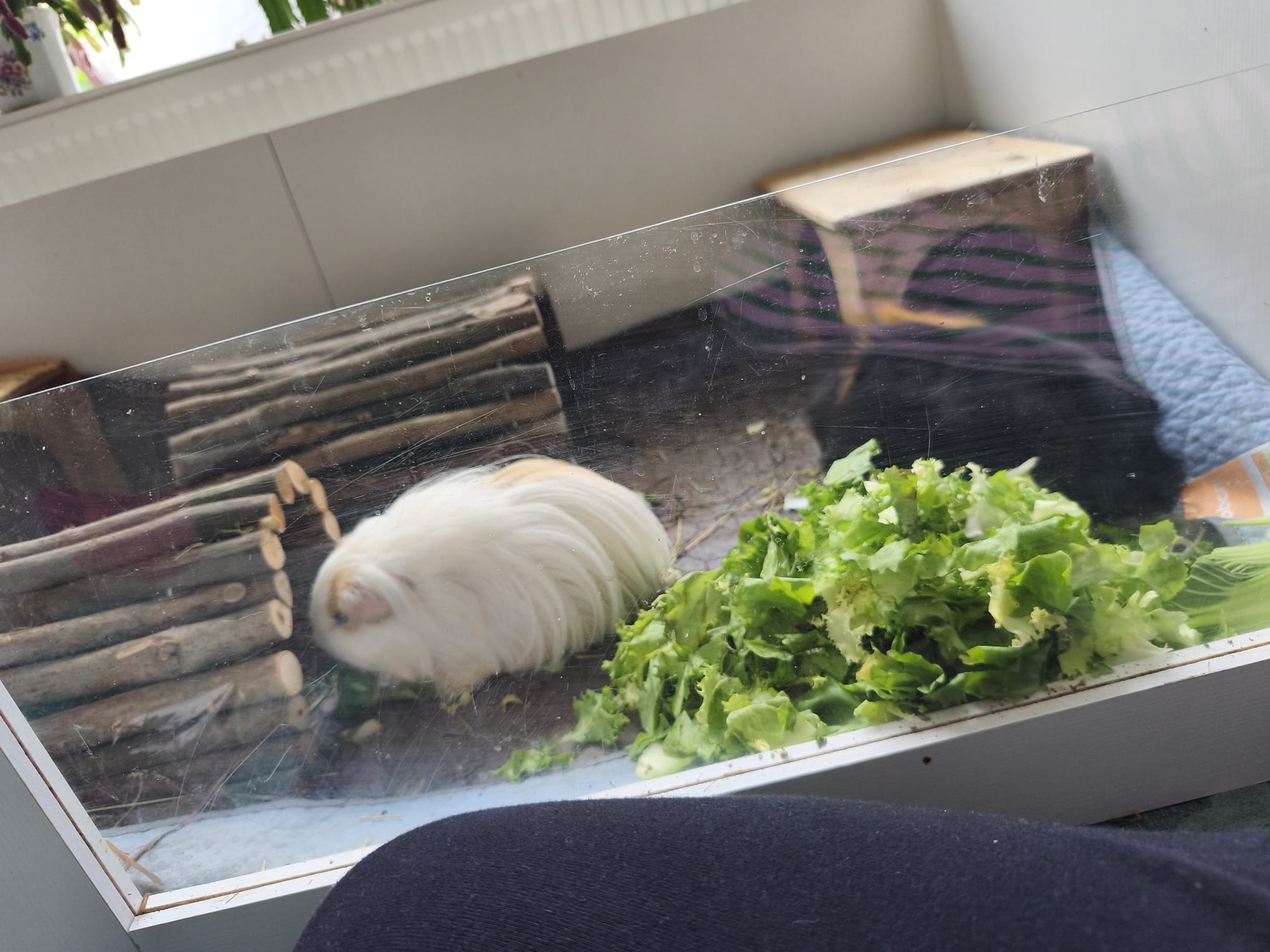 Emil & Cashmere suchen ihr Für-Immer-Zuhause! 🏡🐹 – Bild 2