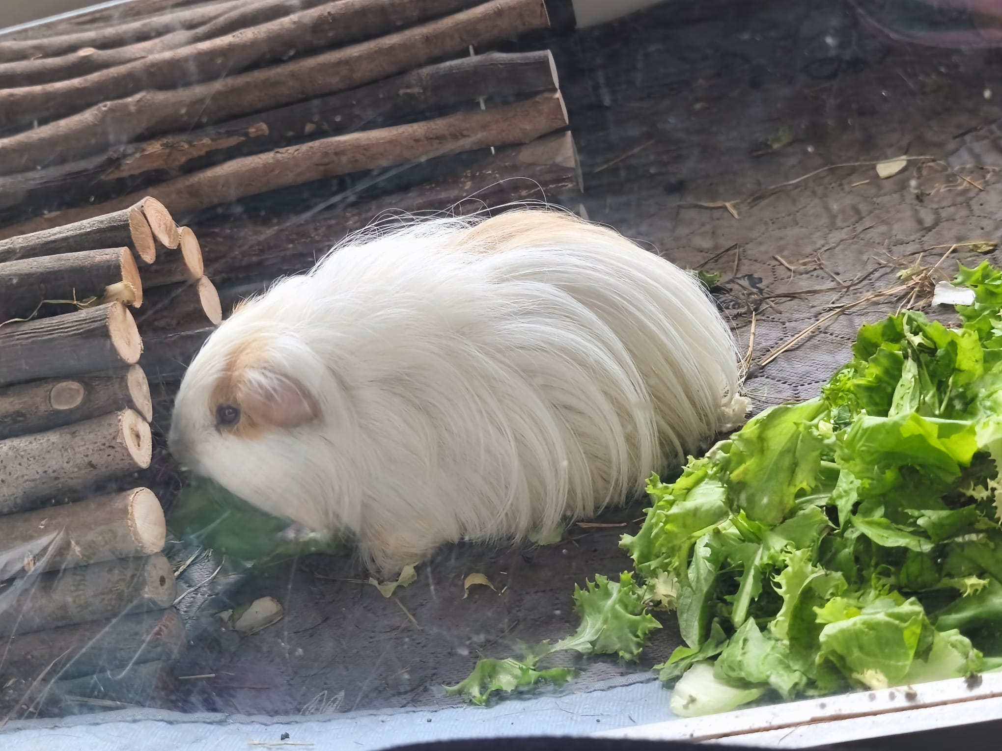 Emil & Cashmere suchen ihr Für-Immer-Zuhause! 🏡🐹 – Bild 3