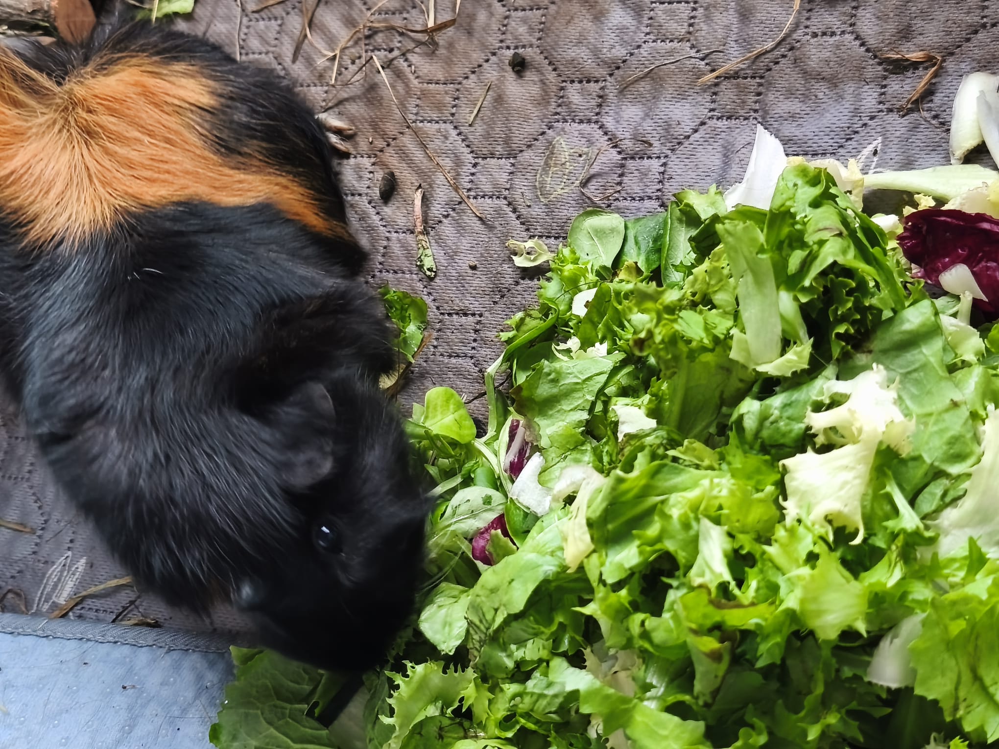 Emil & Cashmere suchen ihr Für-Immer-Zuhause! 🏡🐹 – Bild 4
