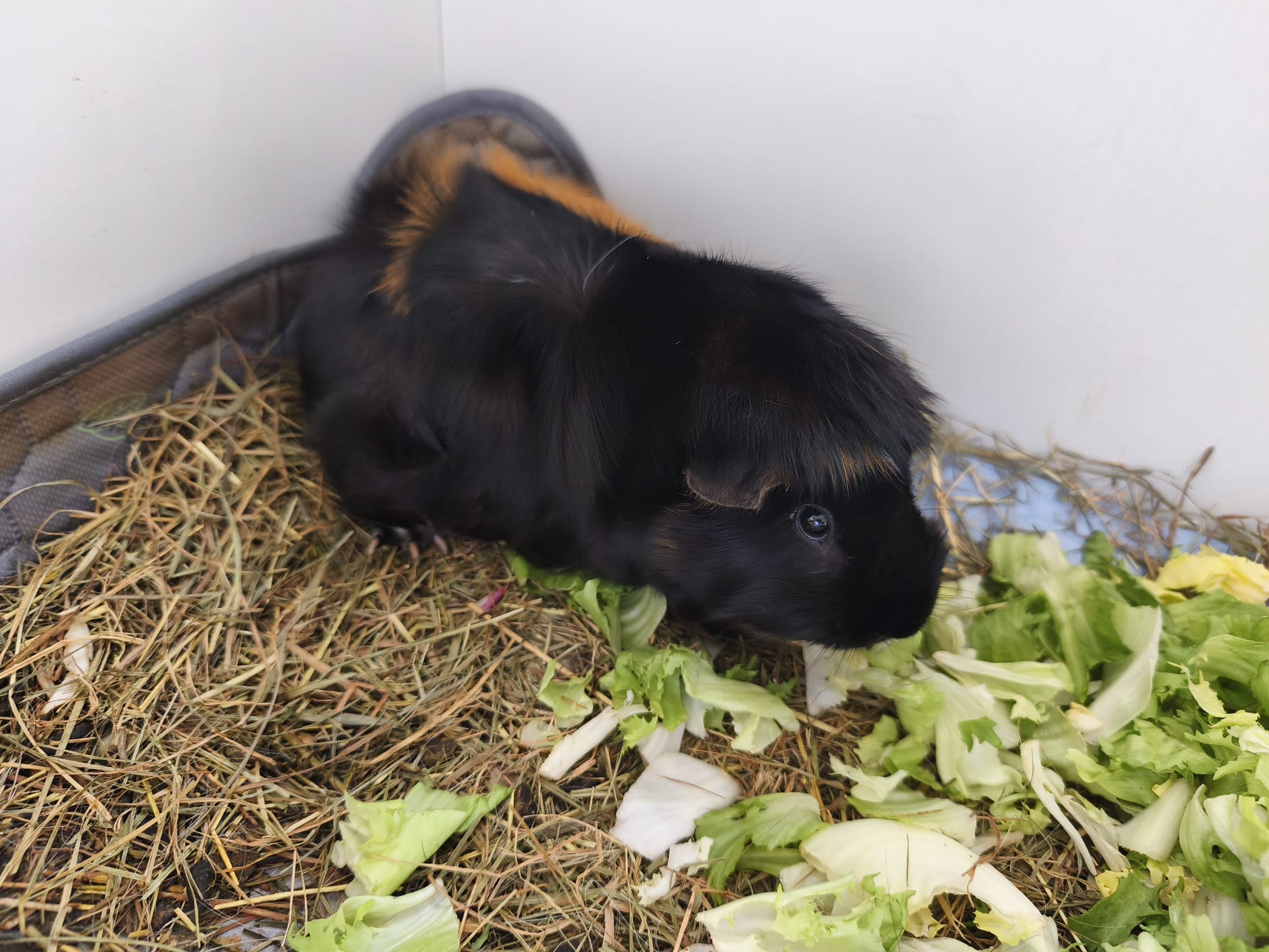 Emil & Cashmere suchen ihr Für-Immer-Zuhause! 🏡🐹 – Bild 5