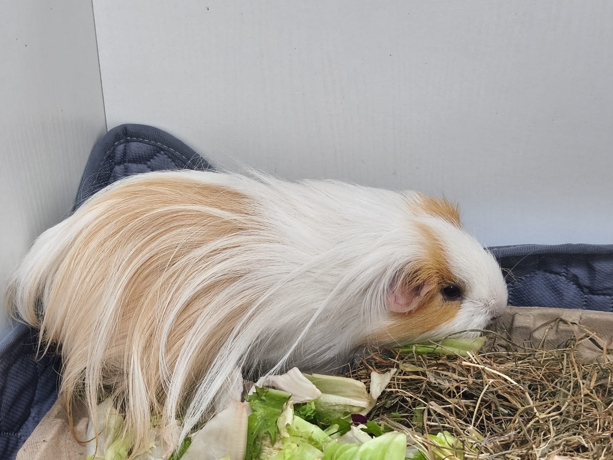 Emil & Cashmere suchen ihr Für-Immer-Zuhause! 🏡🐹 – Bild 6
