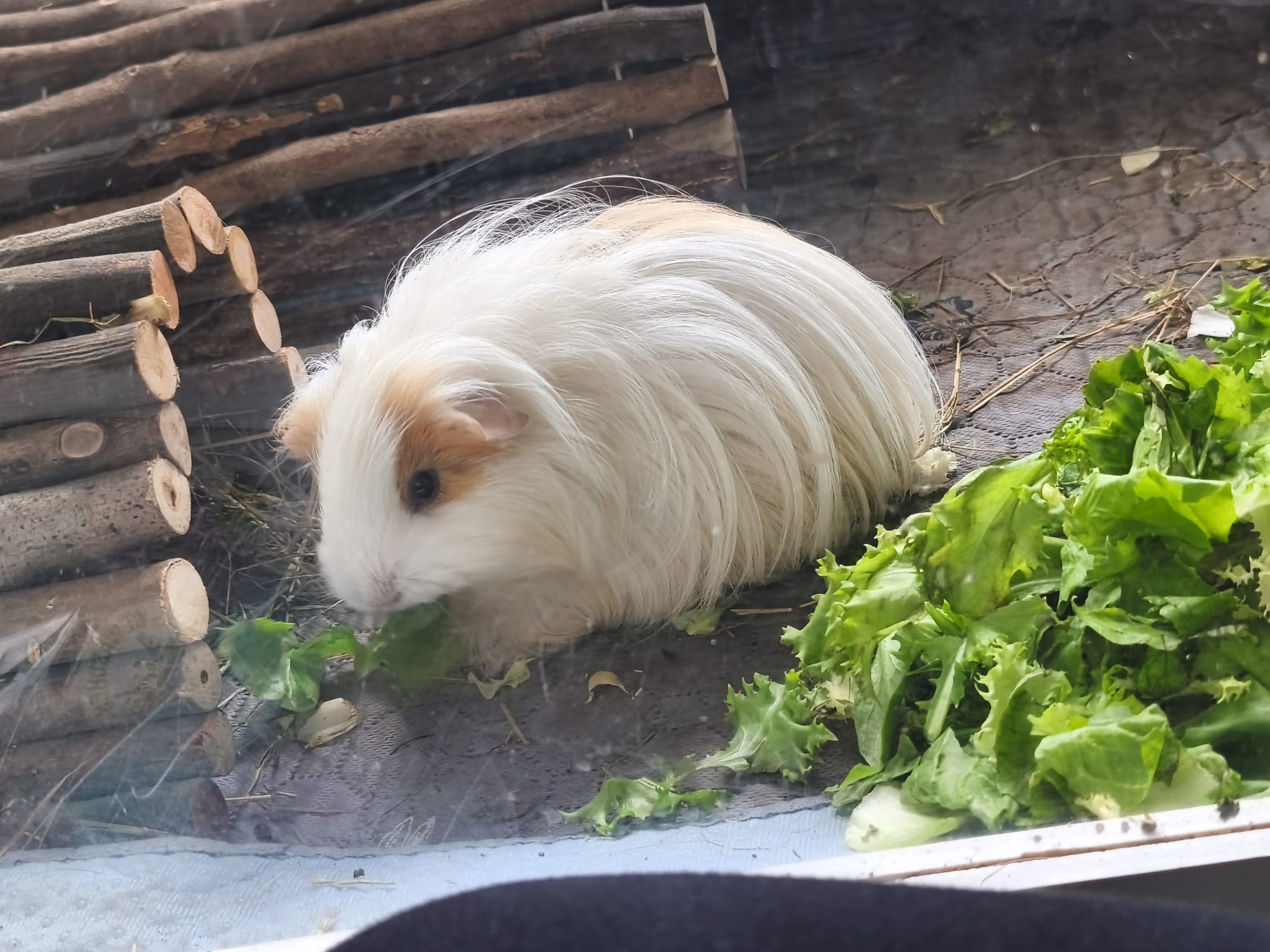 Emil & Cashmere suchen ihr Für-Immer-Zuhause! 🏡🐹