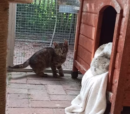 Mama Safran und Baby Ingwer – Bild 4