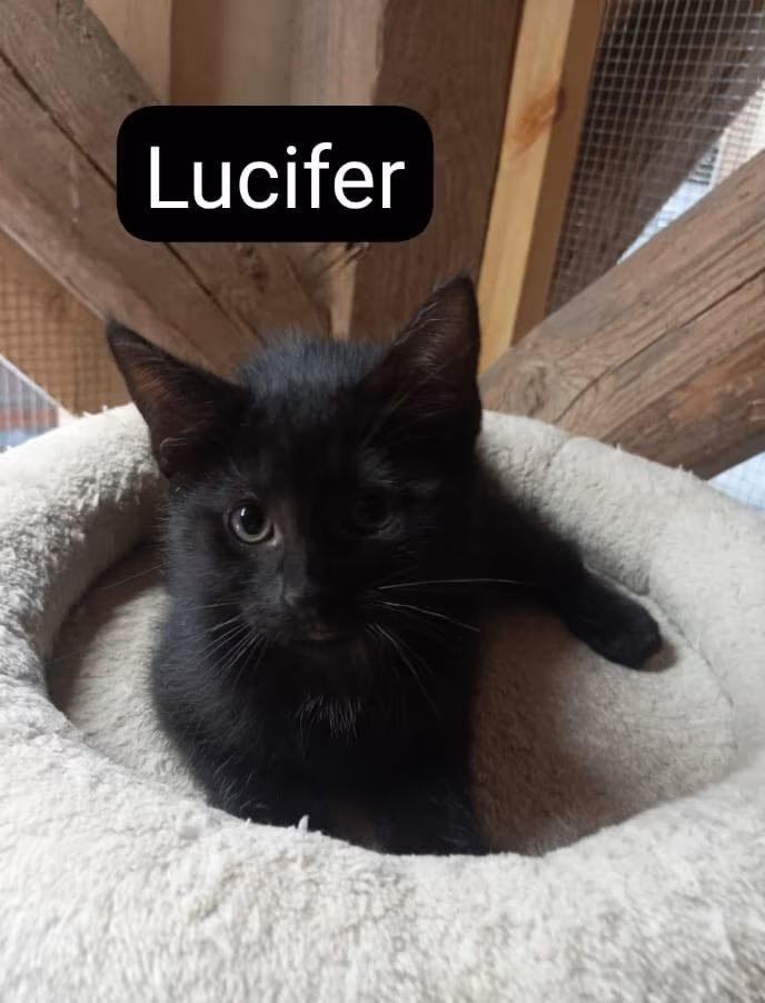 5 süße Racker – Bild 2