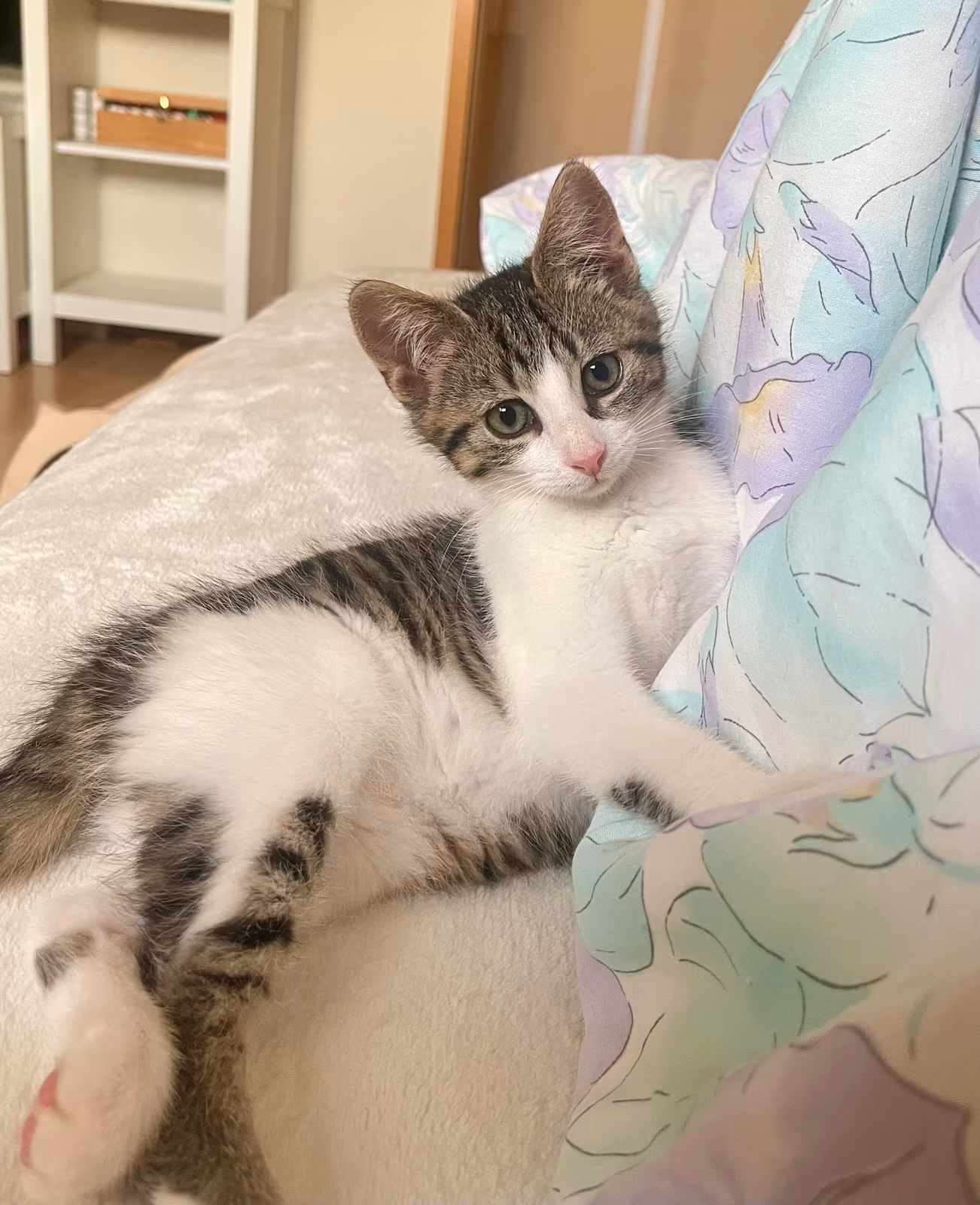 Zwei süße Kitten