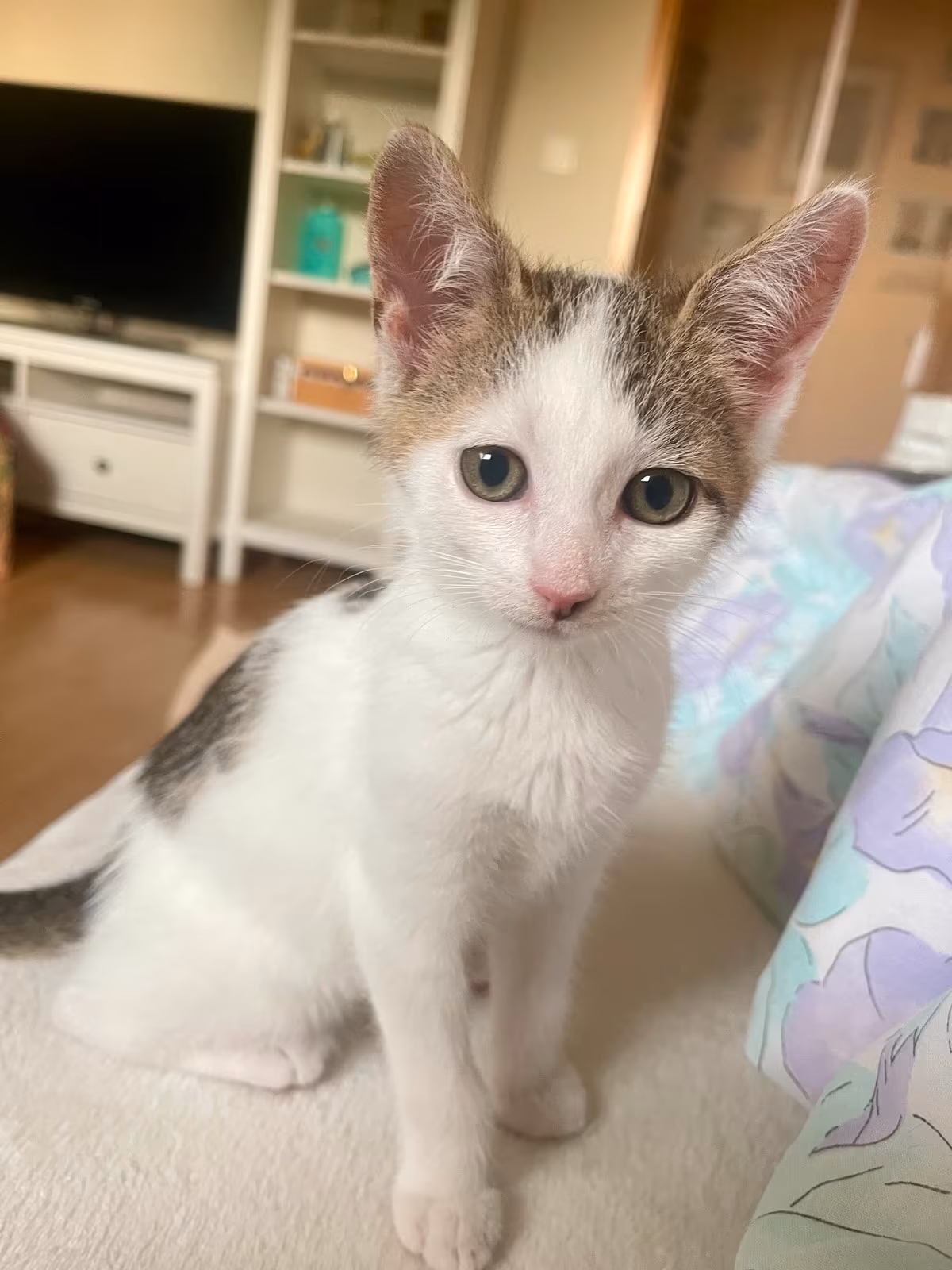 Zwei süße Kitten – Bild 2