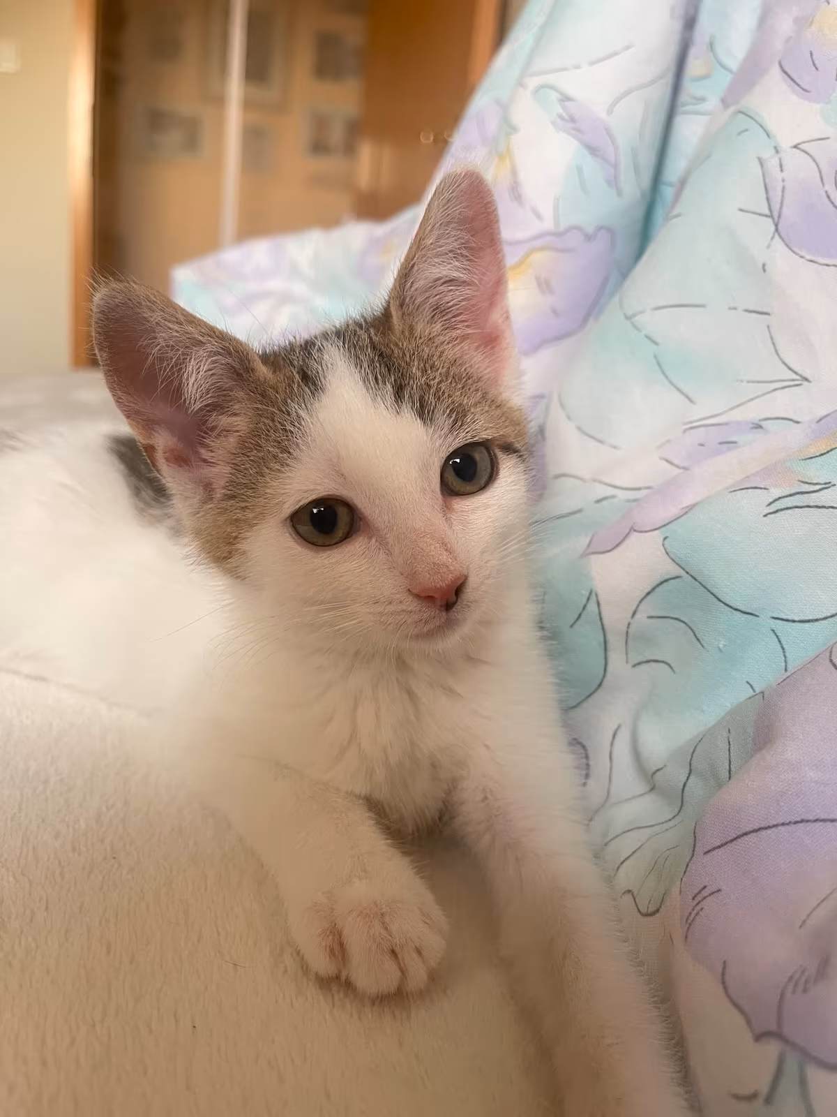 Zwei süße Kitten – Bild 3