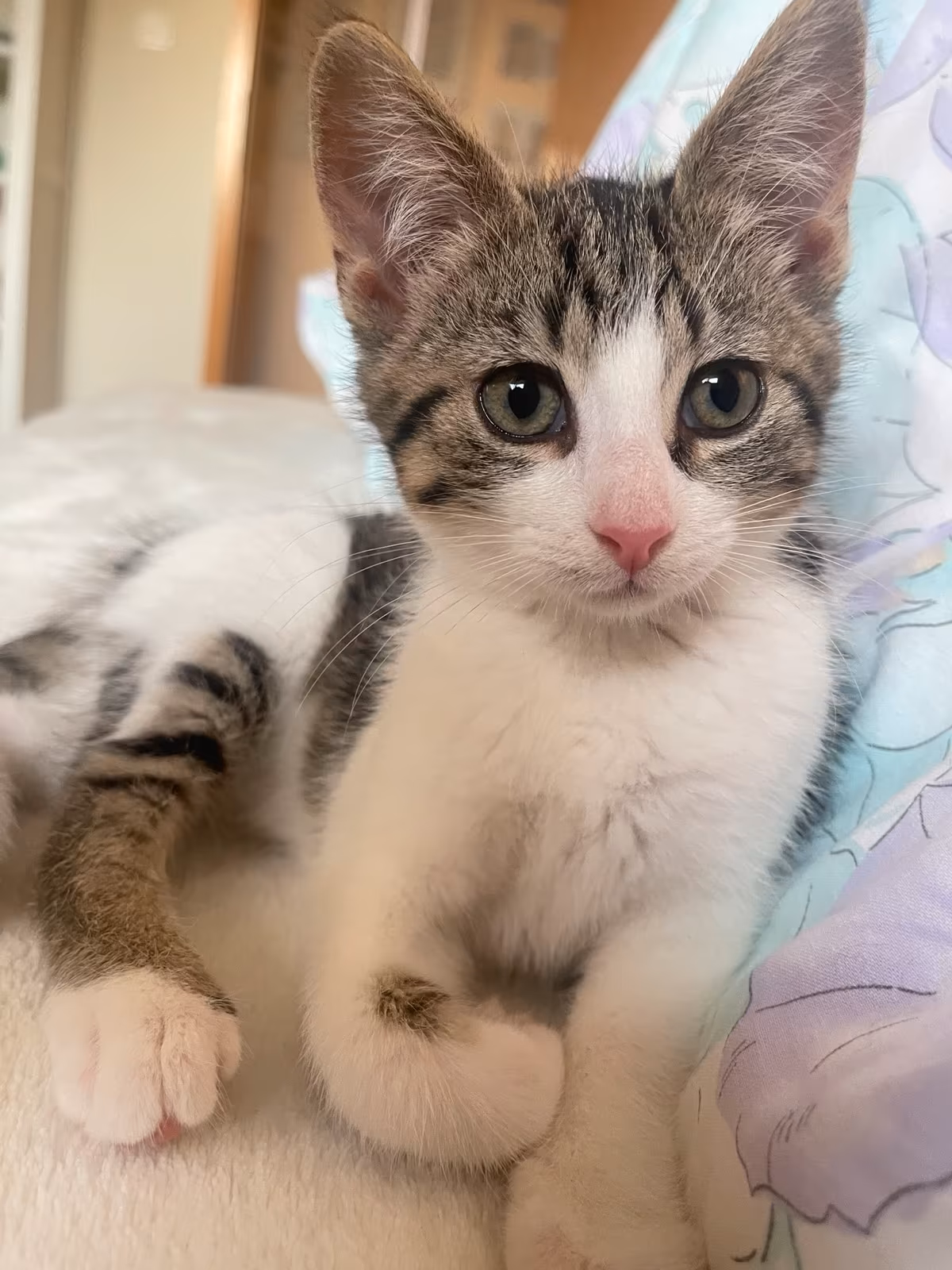 Zwei süße Kitten – Bild 4