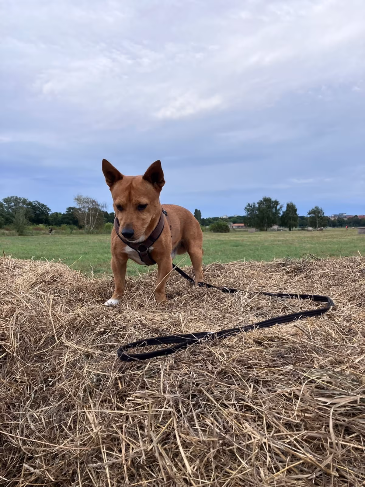 Vino – Bild 5